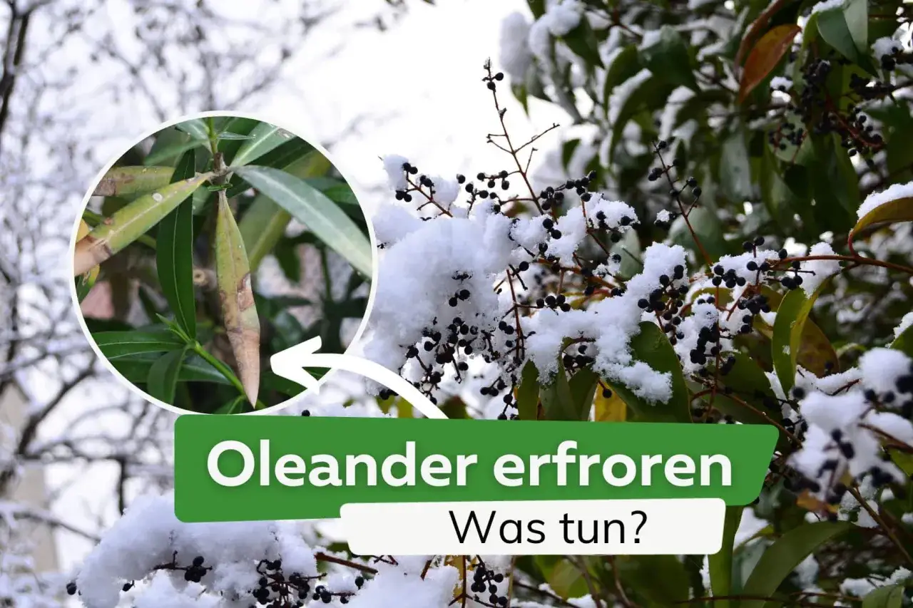 Oleander frostschaden: braune Blätter und Schnee auf den Beeren. Was tun?