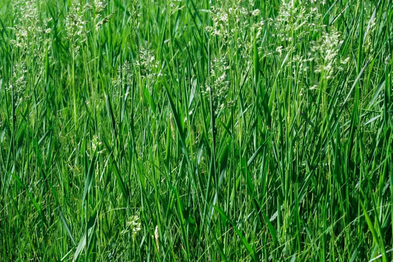 A dense field of lush green tall fescue grass, with some feathery seed heads reaching upwards.