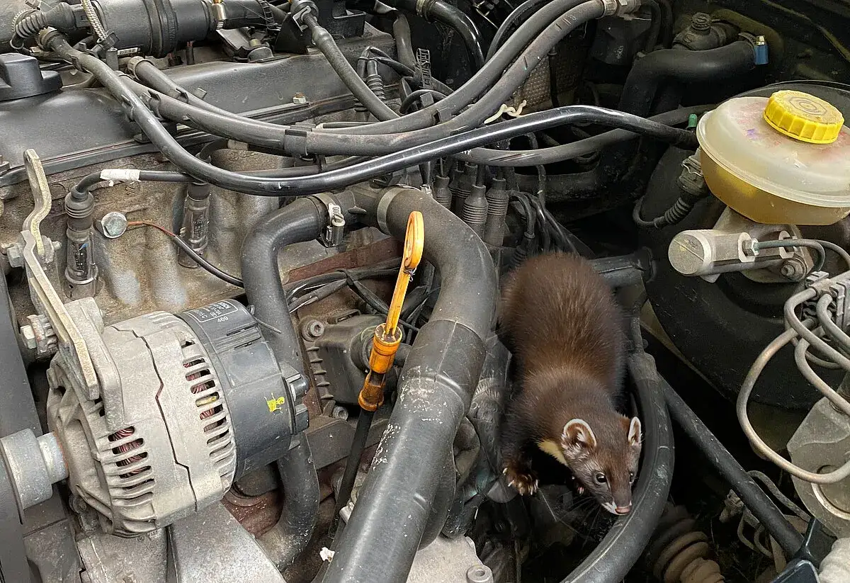 Ein Marder hat sich im Motorraum eines Autos eingenistet und erkundet die Leitungen und den Keilriemen.