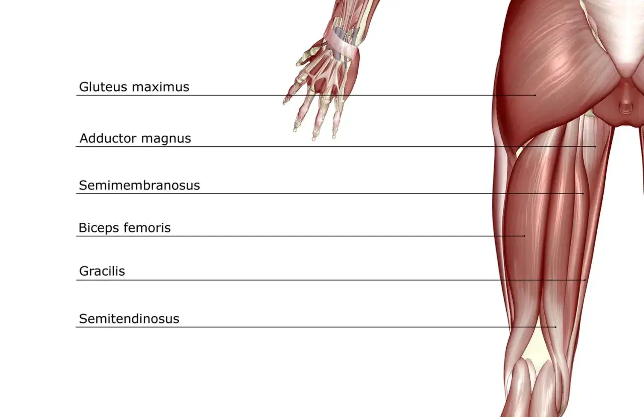 Anatomia tylnej części uda, ukazująca mięśnie kulszowo goleniowe: biceps femoris, semitendinosus i semimembranosus.