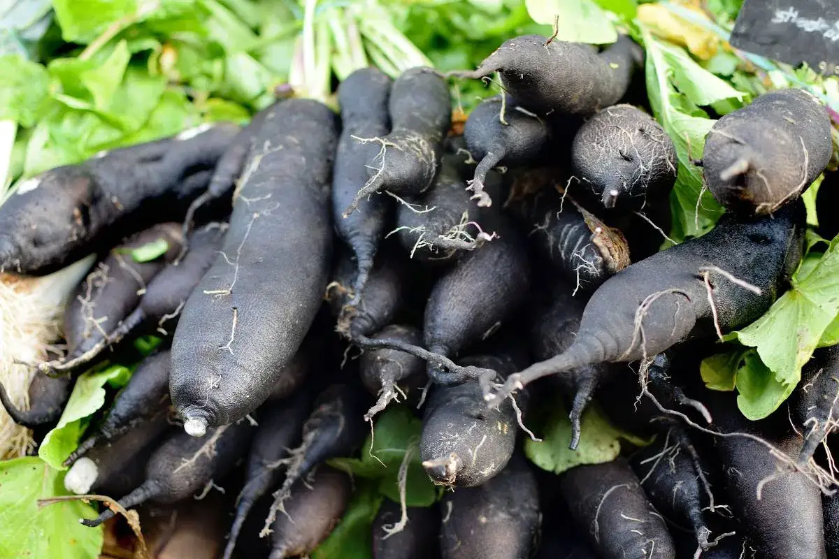 Un tas de vieux légumes français, des radis noirs aux formes irrégulières, avec leurs fanes vertes encore fraîches.