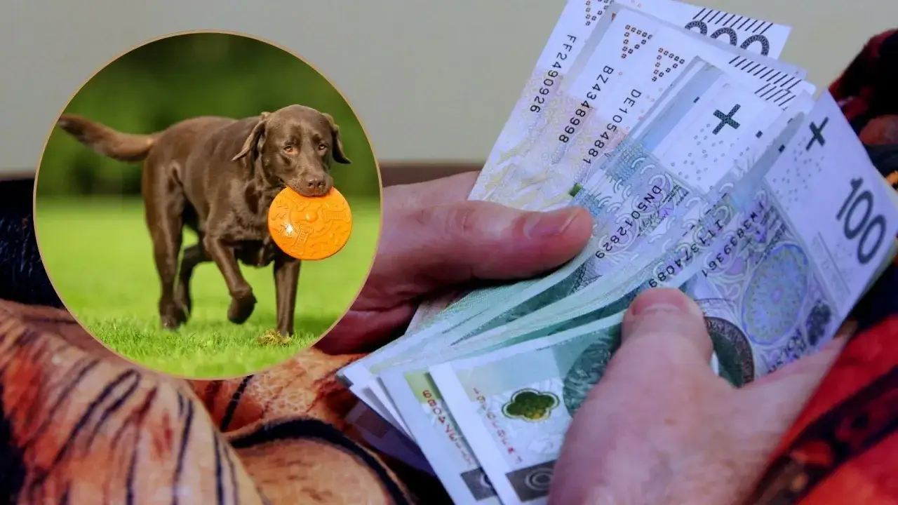 Czekoladowy piesek z zabawką w pysku i stos banknotów. Czy to zapowiedź podatek od psa?