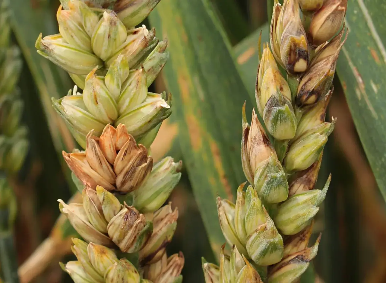 Épis de blé affectés par la fusariose, montrant des grains brunis et desséchés, signe d'une infection fongique.