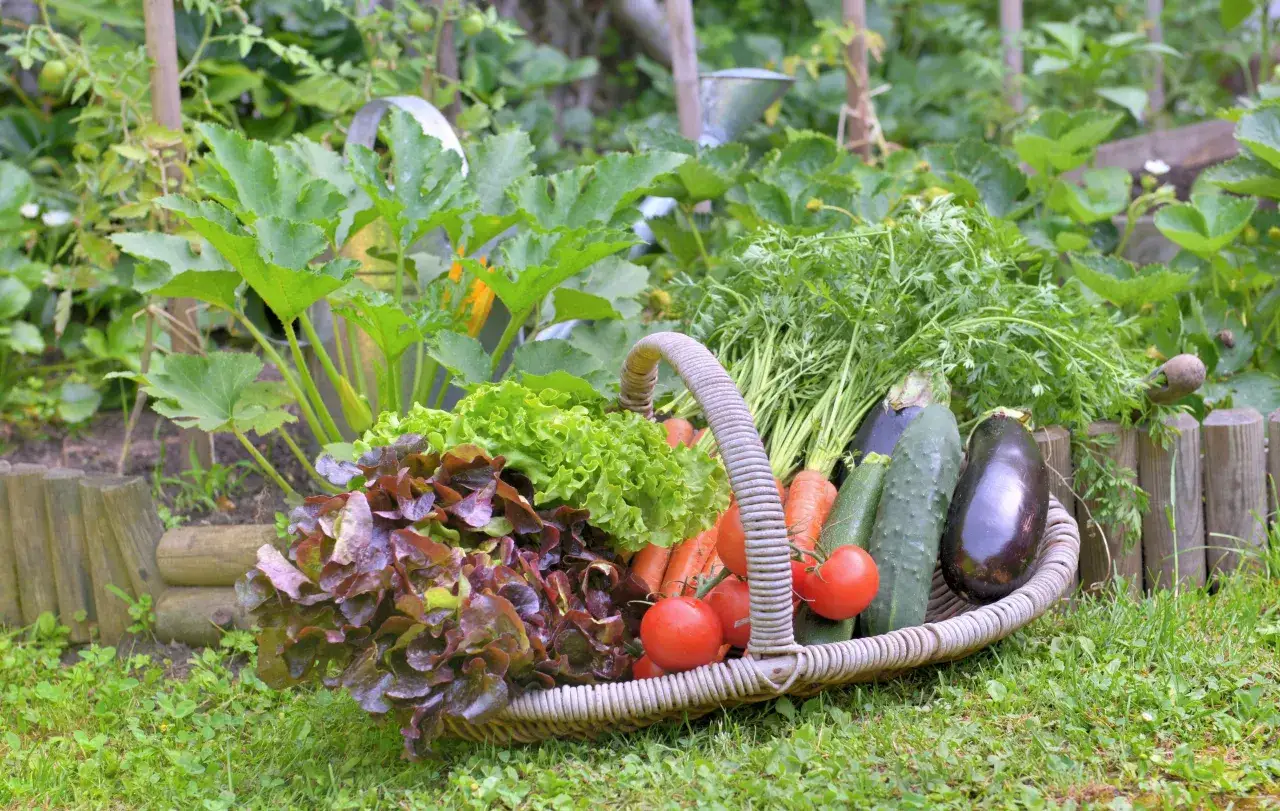 Panier garni de légumes frais : laitues, carottes, tomates, courgettes, aubergines. Idéal pour savoir quoi planter en mai.
