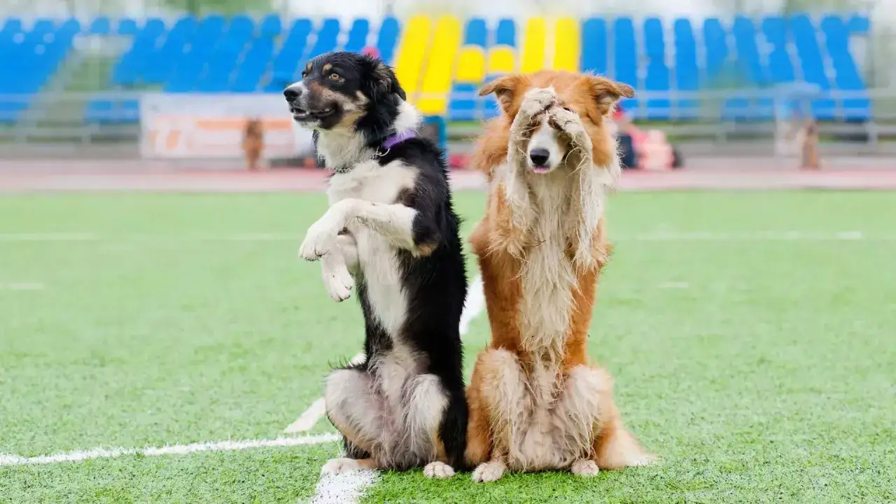 Deux chiens sur leurs pattes arrière, l'un semble apprendre à son chien à se tenir droit, l'autre se cache le visage.