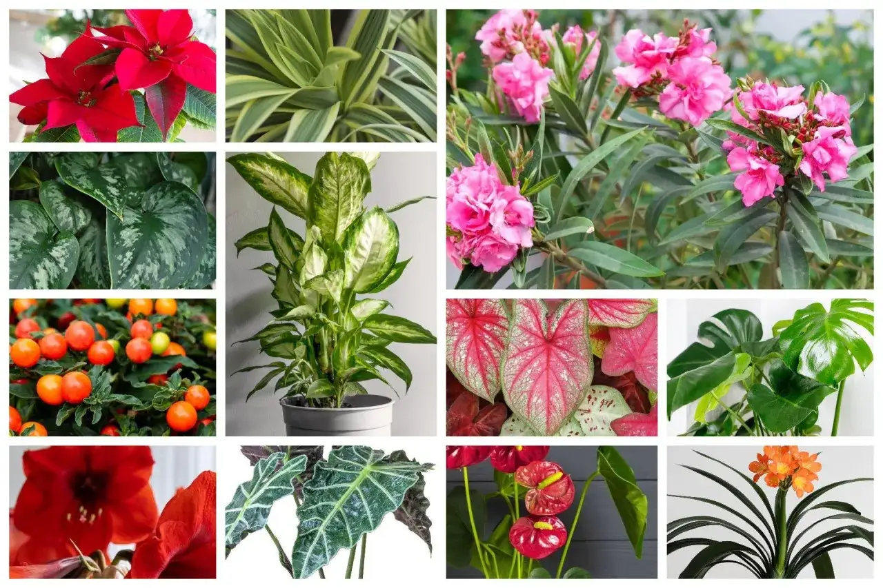 Kolaż roślin: poinsecja, dracena, oleander, kalatea, monstera, amarylis, anturium, kliwia. Niektóre z nich to najbardziej trujące rośliny.