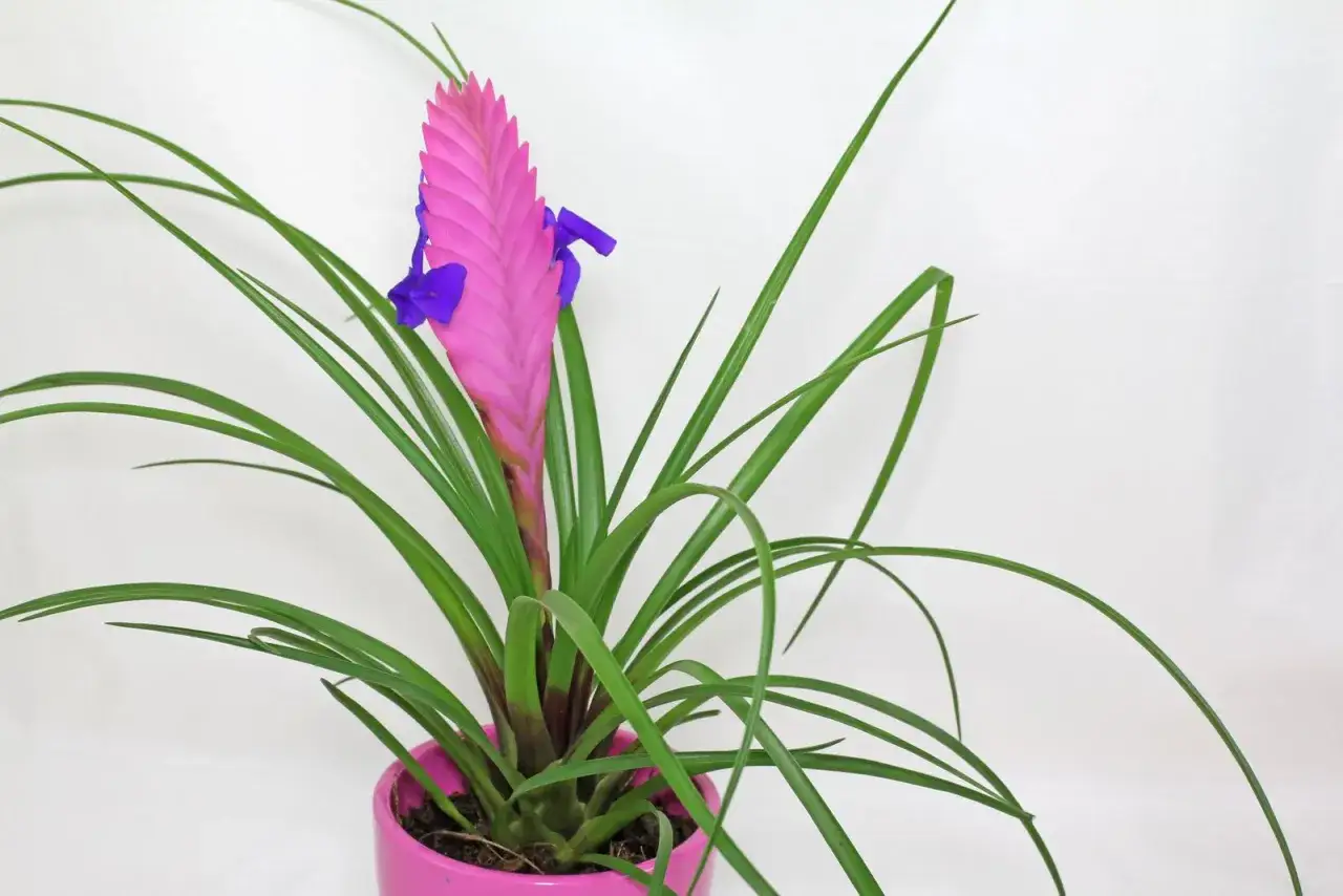 Eine Tillandsia cyanea mit leuchtend pinker Blüte und violetten Akzenten, umgeben von langen, grünen Blättern.