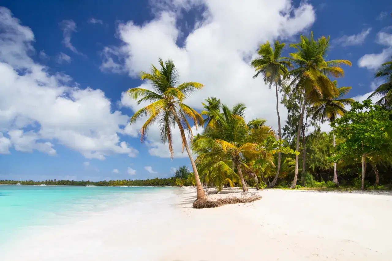 Plaża w Punta Cana z palmami i spokojną wodą