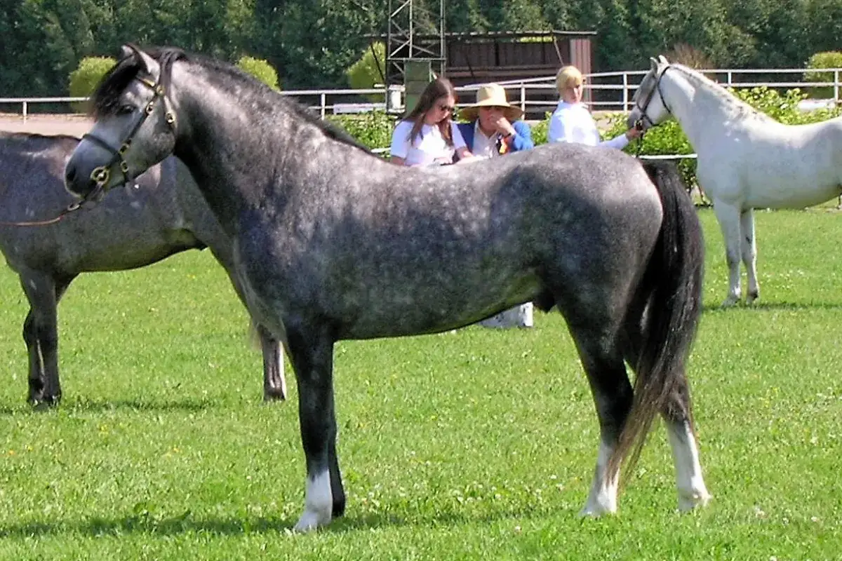 Un magnifique welsh poney gris moucheté se tient fièrement dans un pré verdoyant, prêt pour une exposition.