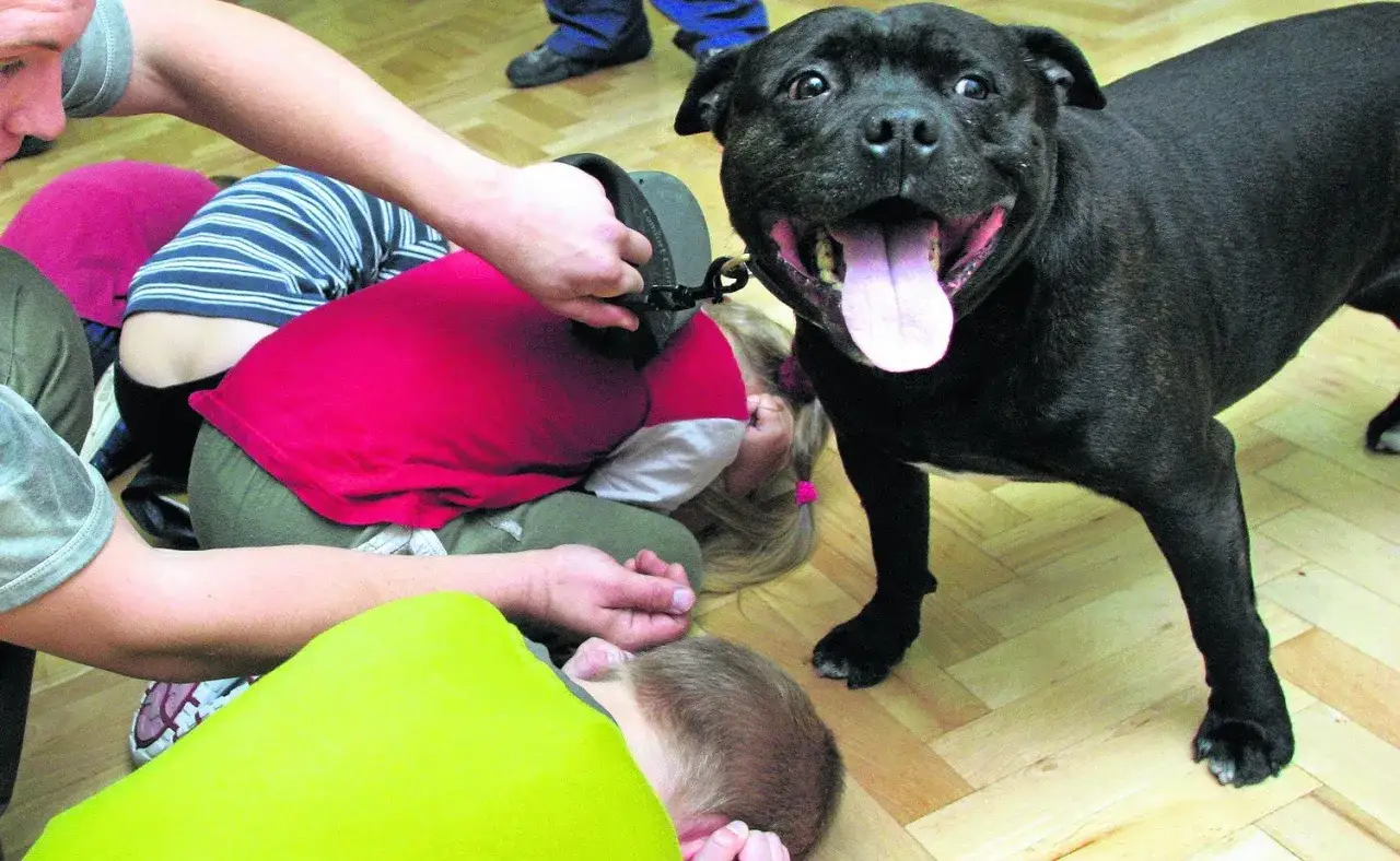 Czarny pies z otwartym pyskiem stoi nad dziećmi leżącymi na podłodze. Jedno dziecko płacze, a pies pogryzł dziecko.