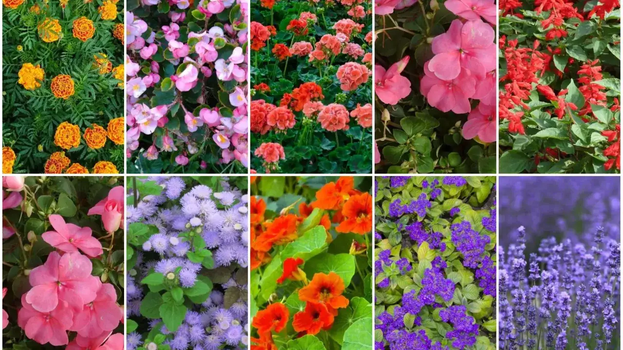Kolorowe rabaty pełne kwitnących **roślin jednorocznych**: aksamitki, begonie, pelargonie, pacioreczniki, niecierpki, żeniszki, nasturcje, heliotropy i lawenda.