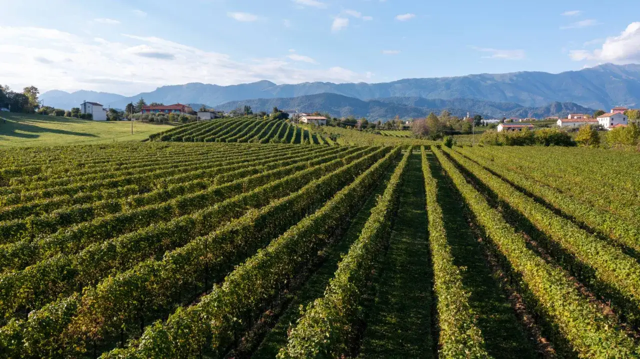 Vigneti ordinati si estendono lungo la **strada del Prosecco**, con case sparse e montagne sullo sfondo.