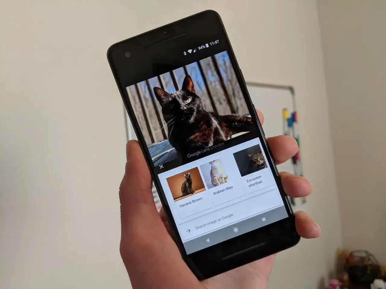 Telefon pokazuje wyniki wyszukiwania z obiektyw google dla czarnego kota.