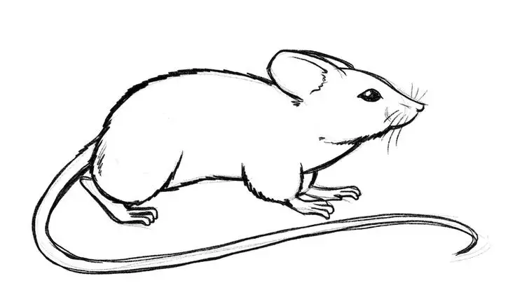Maus von der Seite zeichnen einfach