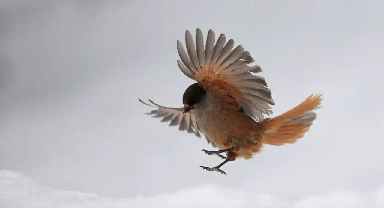 En talltita i flykt, en av Sveriges f&aring;glar, med vingarna utbredda mot en sn&ouml;ig bakgrund.