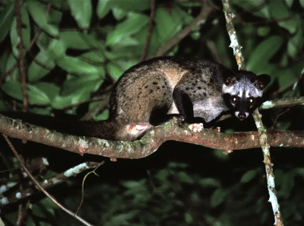łaskun palmowy luwak