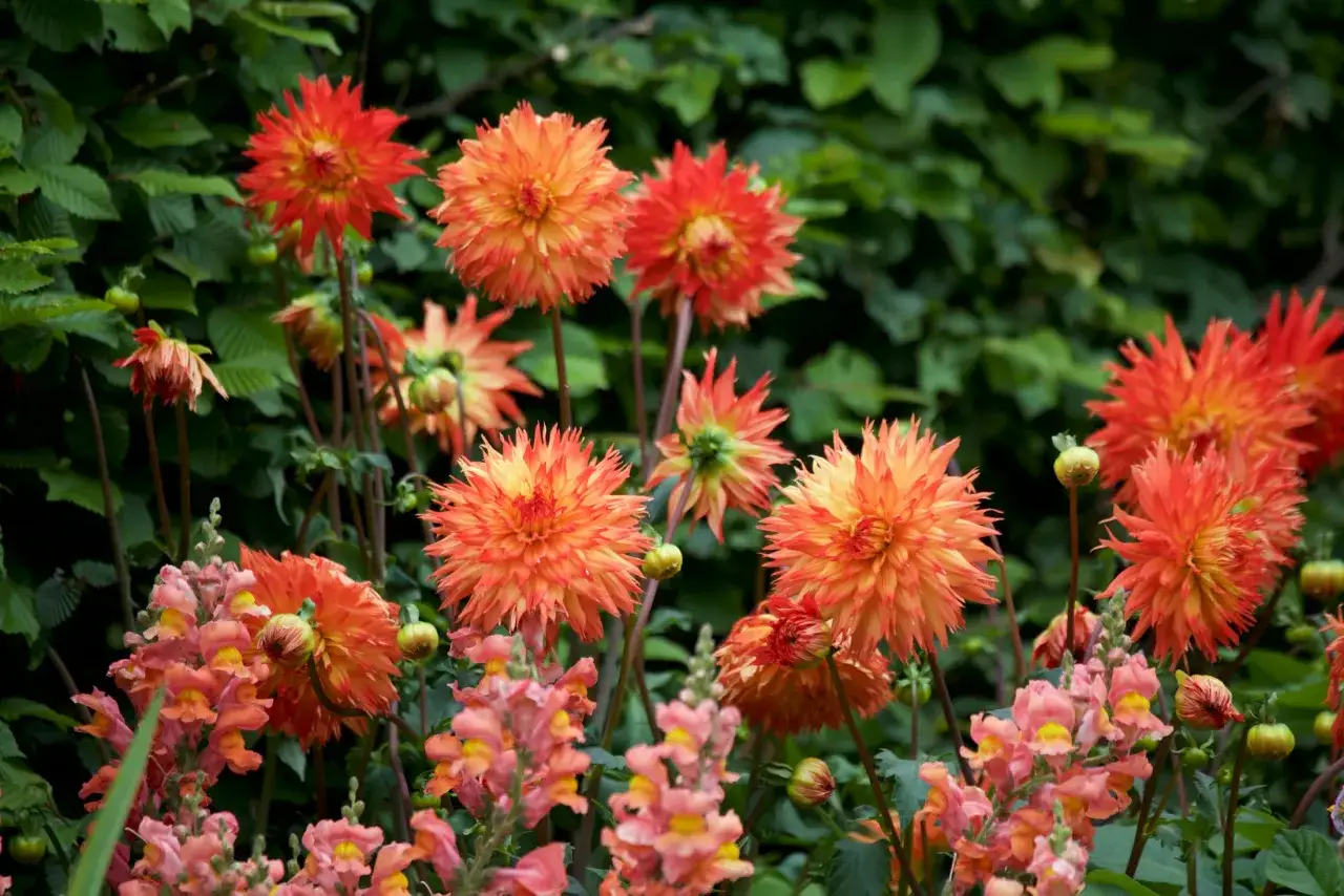 En rabatt med lysande orange dahlior och rosa lejongap, en vacker septemberblomma som lyser upp tr&auml;dg&aring;rden.
