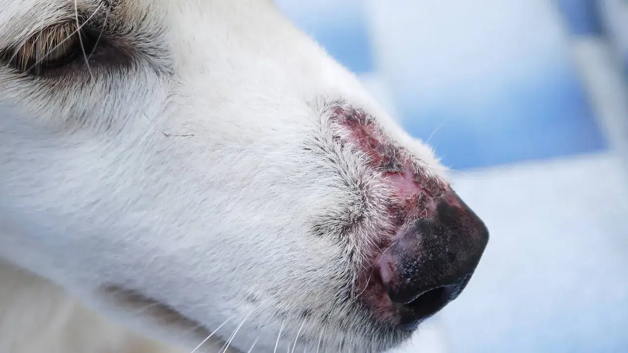 Nahaufnahme der Schnauze eines weißen Hundes mit Hautirritationen, die auf eine autoimmunerkrankung hund hindeuten könnten.