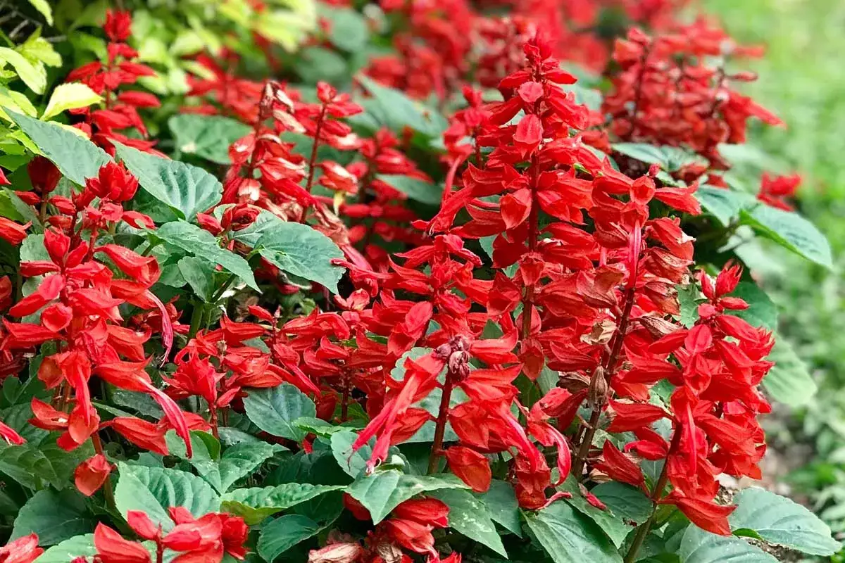 En rabatt fylld med livfulla röda salvia blommor som sträcker sig mot solen.