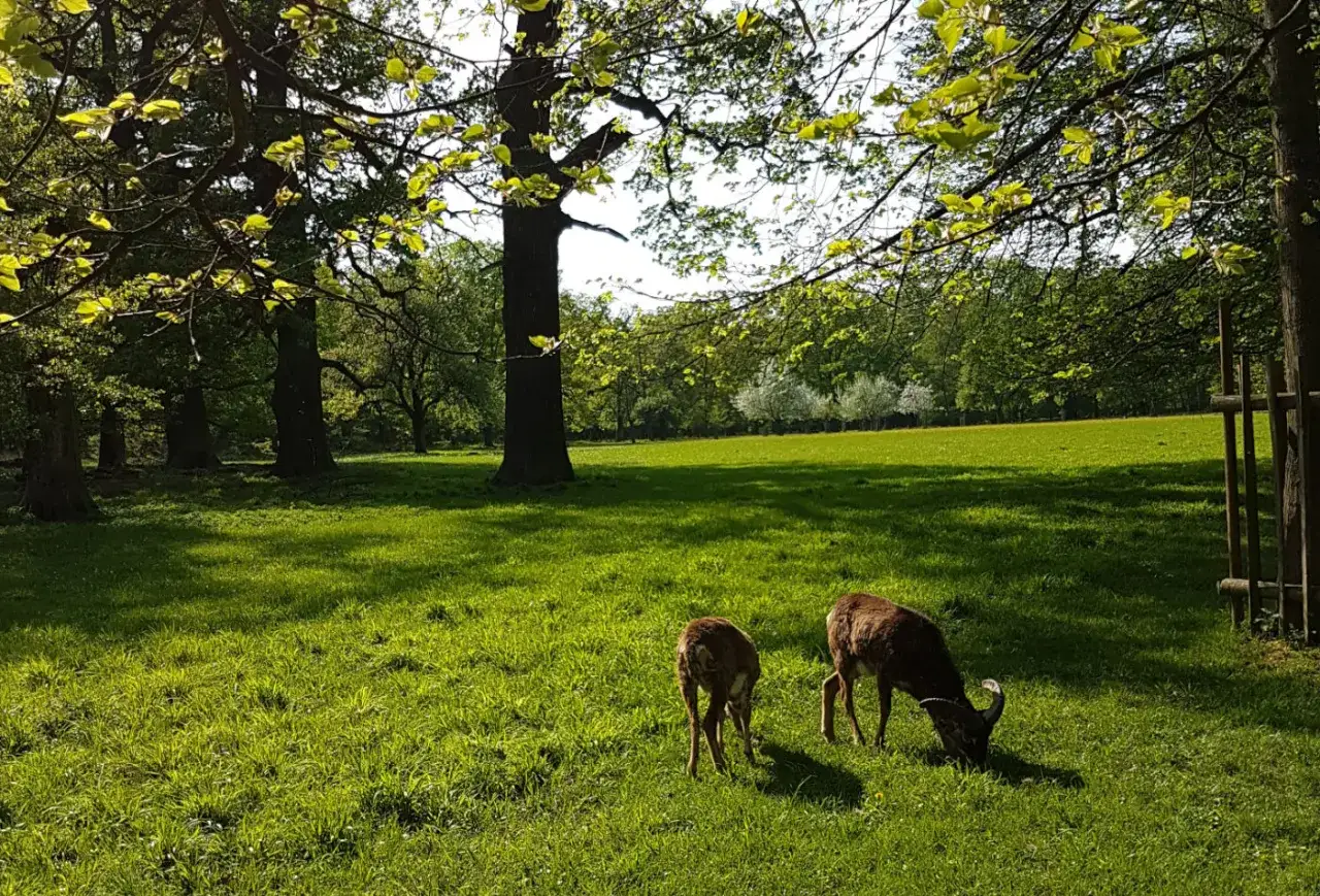 Zwei Mufflons grasen friedlich auf einer sonnigen Wiese im favoritepark ludwigsburg.