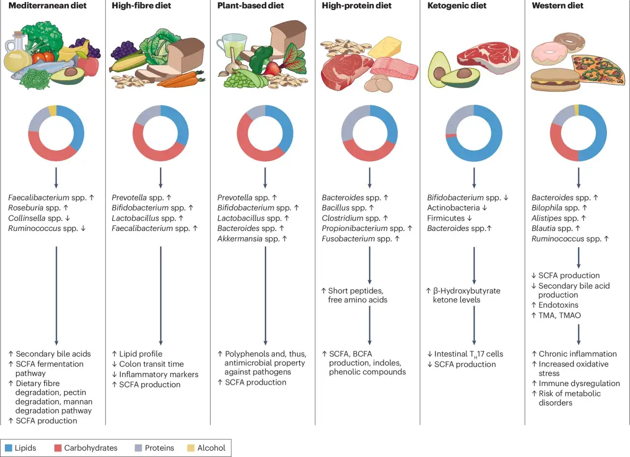 Il microbiota intestinale varia con la dieta. La dieta mediterranea favorisce batteri benefici, mentre quella occidentale può alterare l'equilibrio.