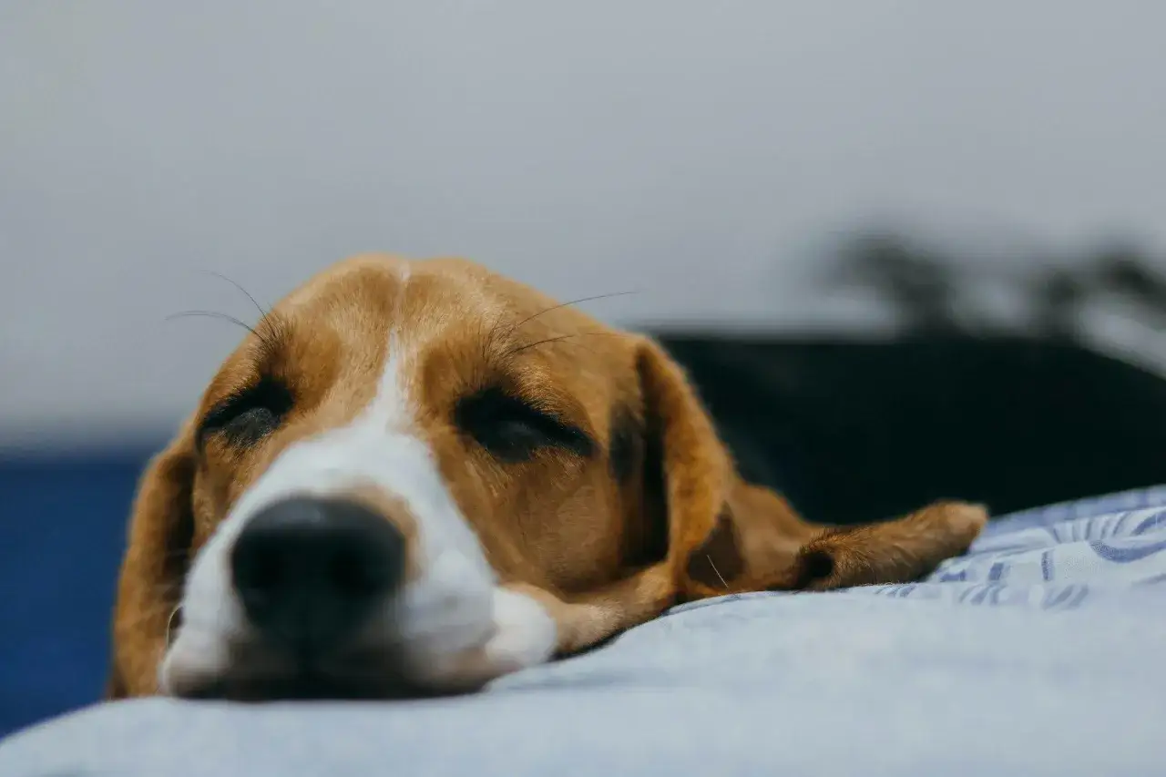 Zmęczony piesek odpoczywa, może po długim spacerze. Czy psy mają zakwasy? Ten beagle wygląda, jakby potrzebował regeneracji.