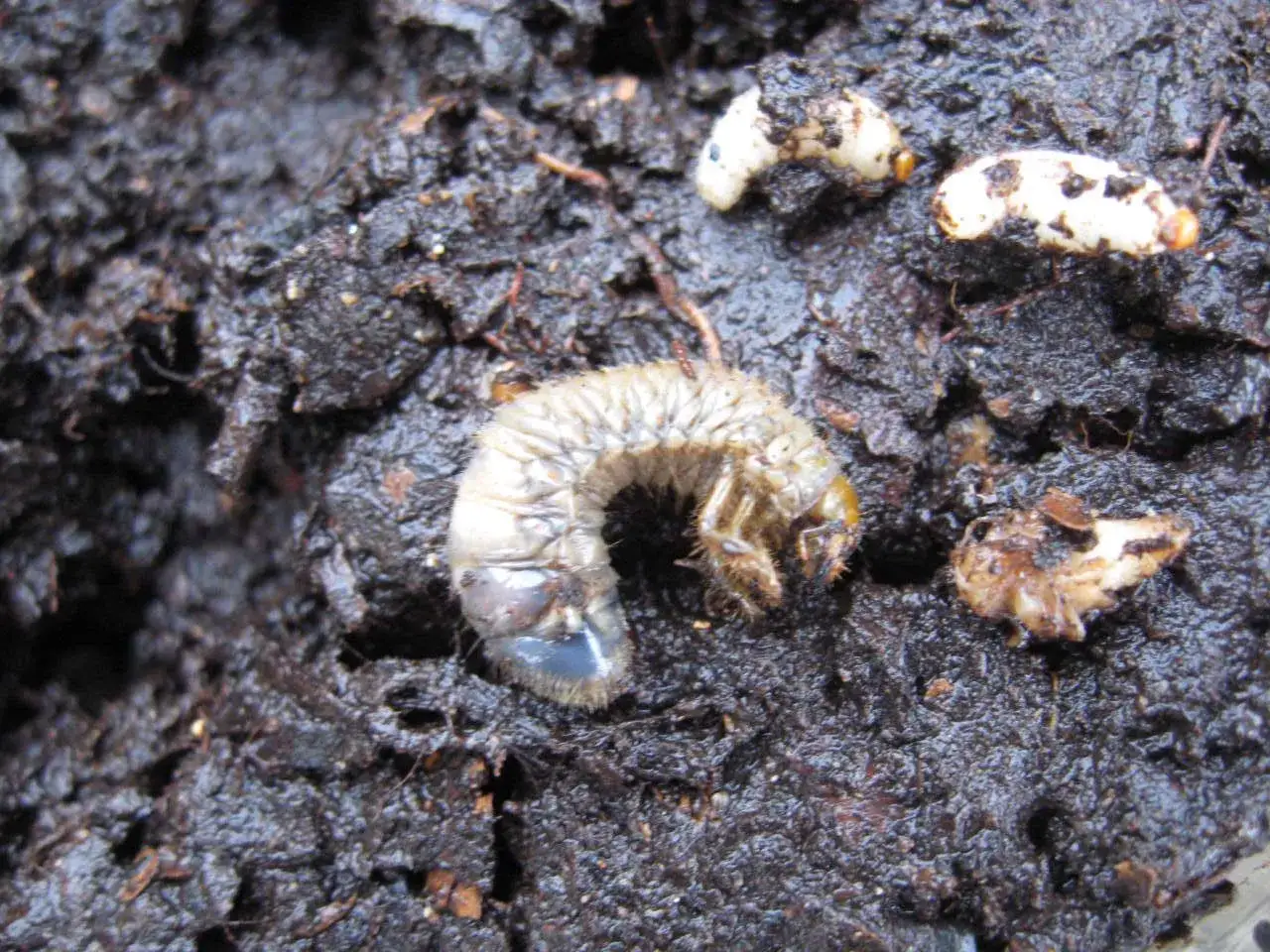 Larva di oziorrinco e alcune uova biancastre nel terreno umido.