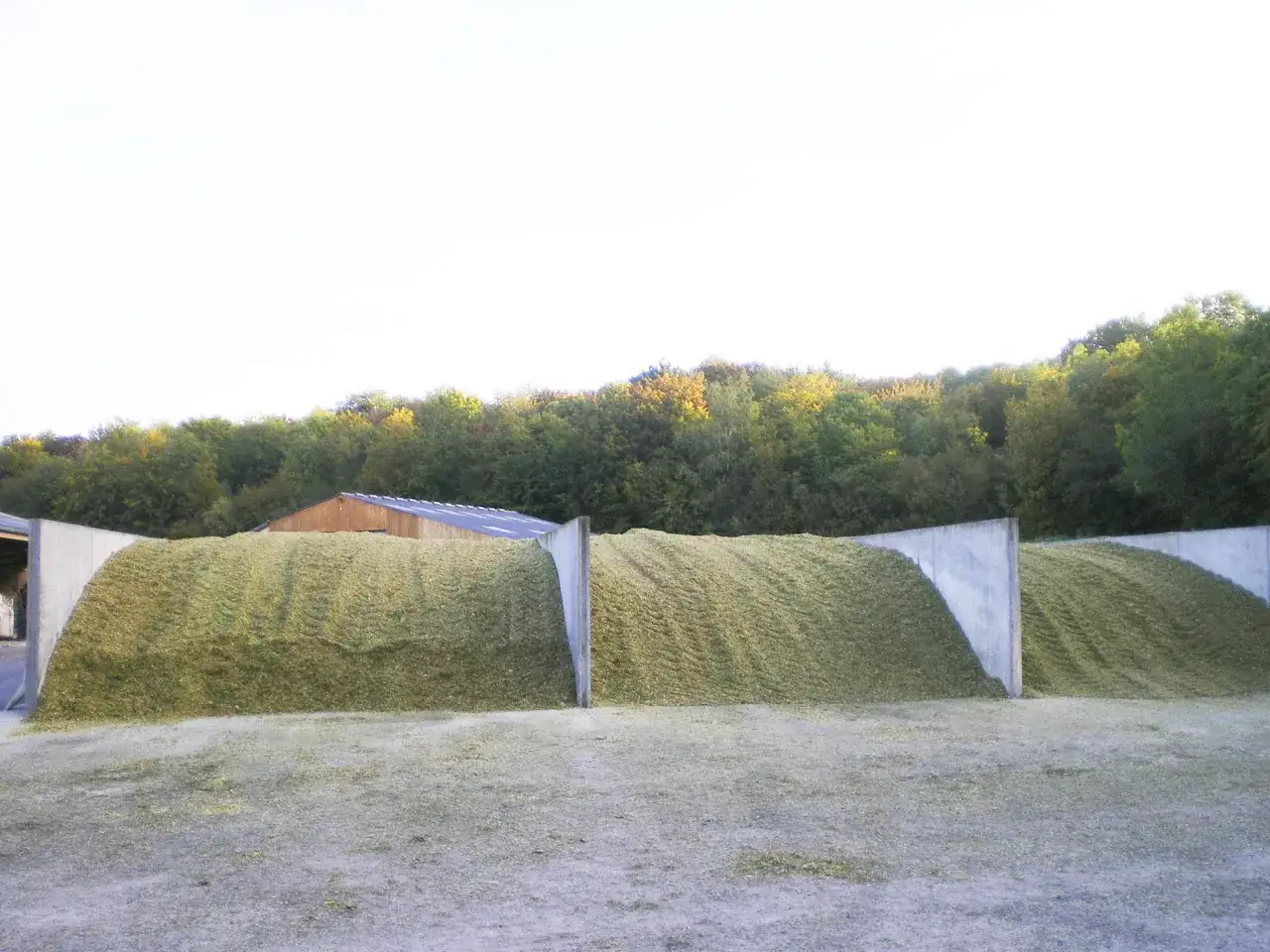 Immenses silos de maïs ensilage, prêts pour l'hiver. L'humidité du grain est préservée.