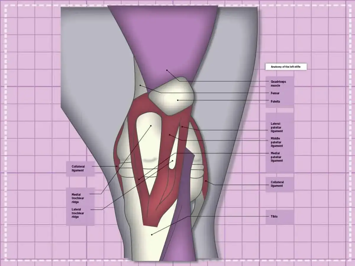 Anatomia stawu kolanowego konia. Ilustracja pokazuje, ile kolan ma koń, uwzględniając więzadła i mięśnie.