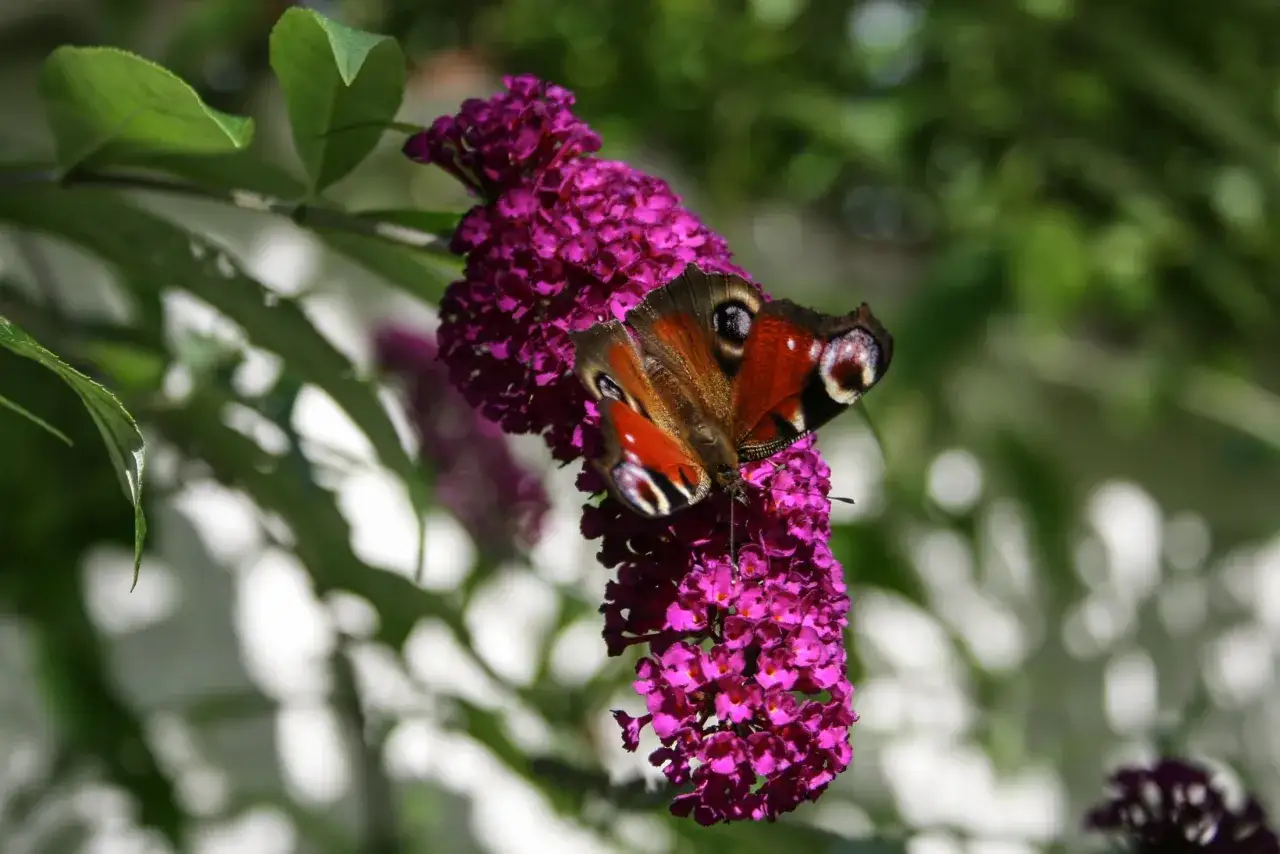 Fj&auml;ril p&aring; en lila blomklase av en buddleja, en invasiv art som lockar m&aring;nga insekter.