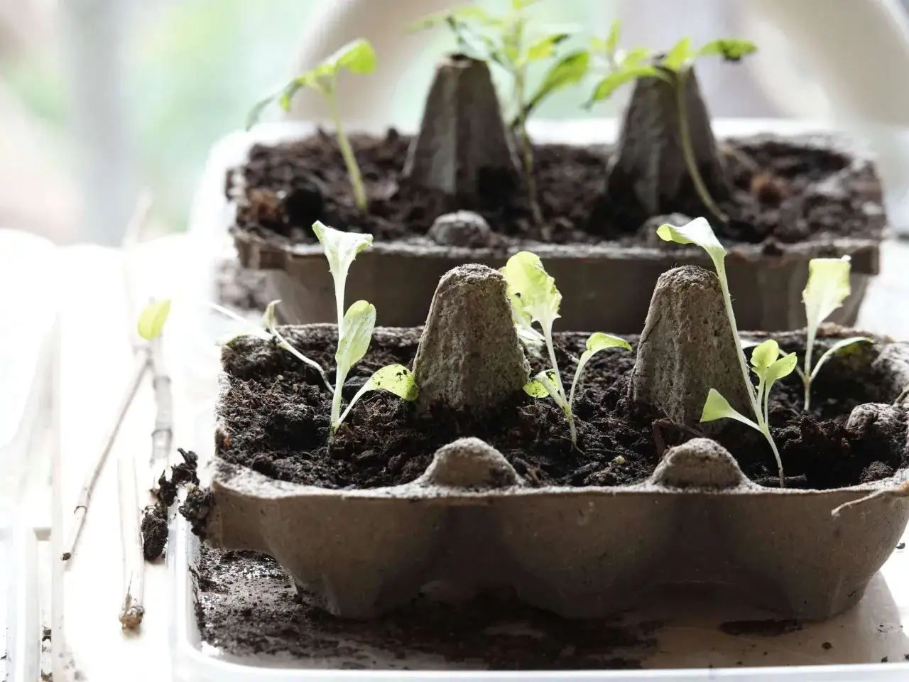 Kleine Pfl&auml;nzchen wachsen in Eierkartons. Das Vorziehen von Gem&uuml;se und Blumen beginnt.