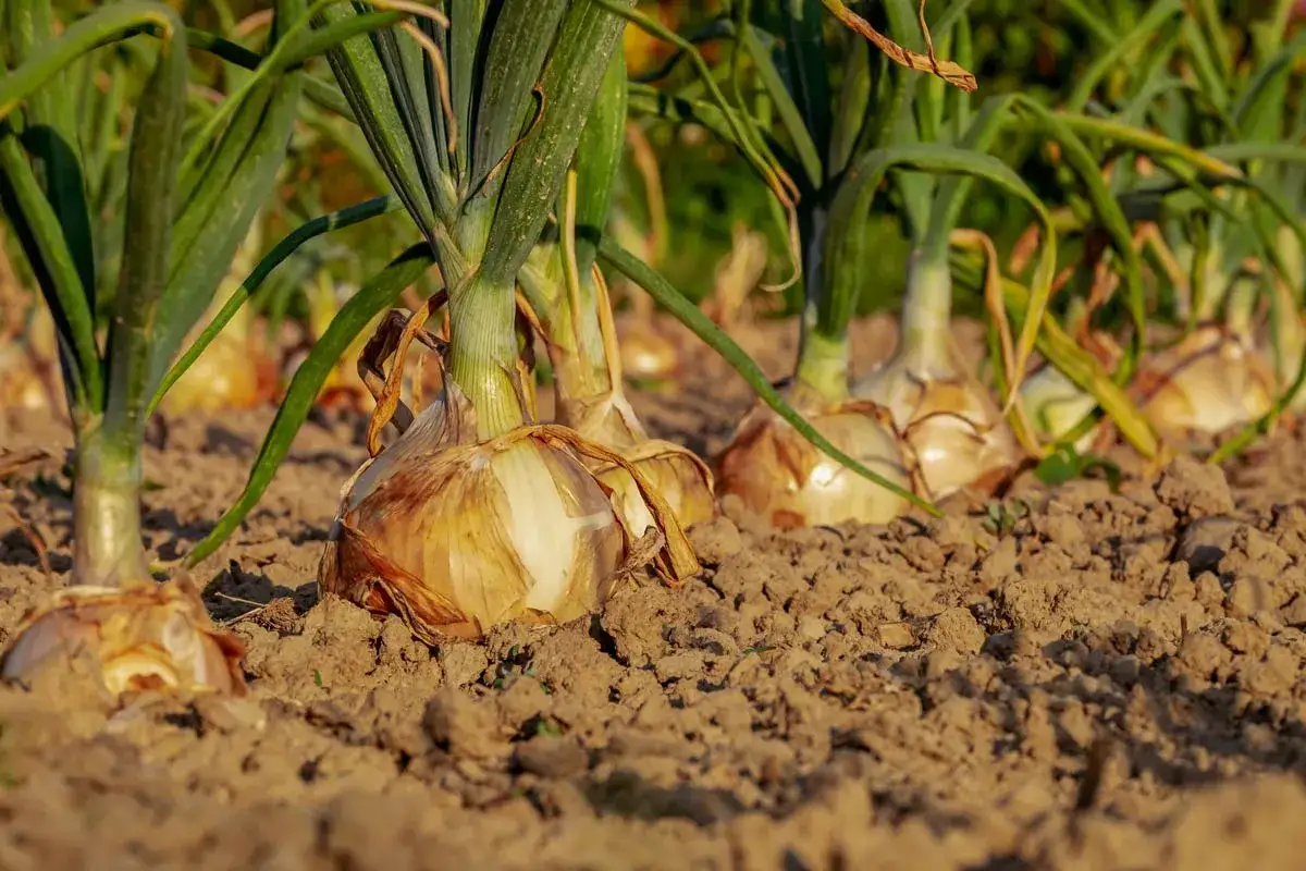 Cipolle mature pronte per essere raccolte, un segno che il tempo di piantare cipolle è passato e la natura ha fatto il suo corso.