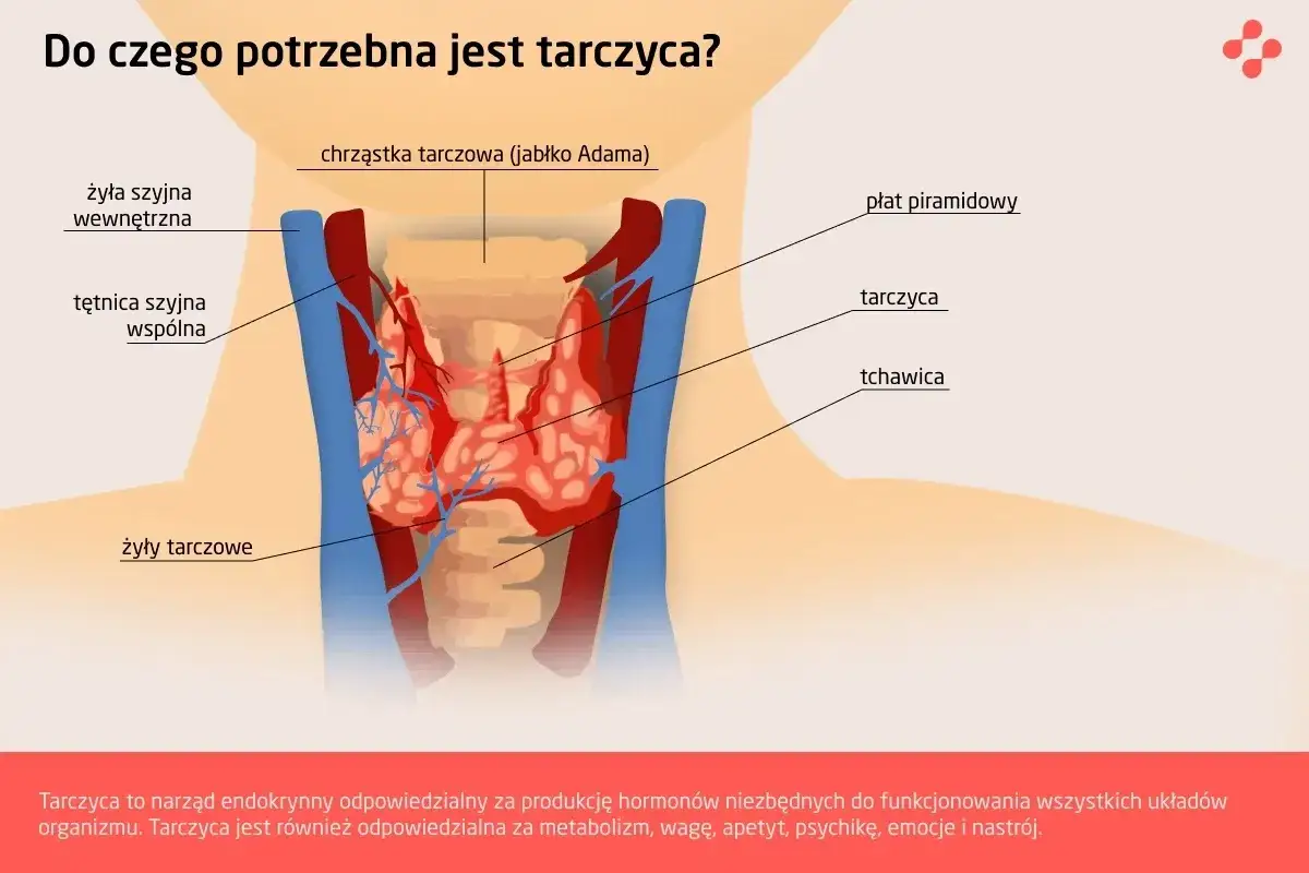 tarczyca anatomia badanie krwi