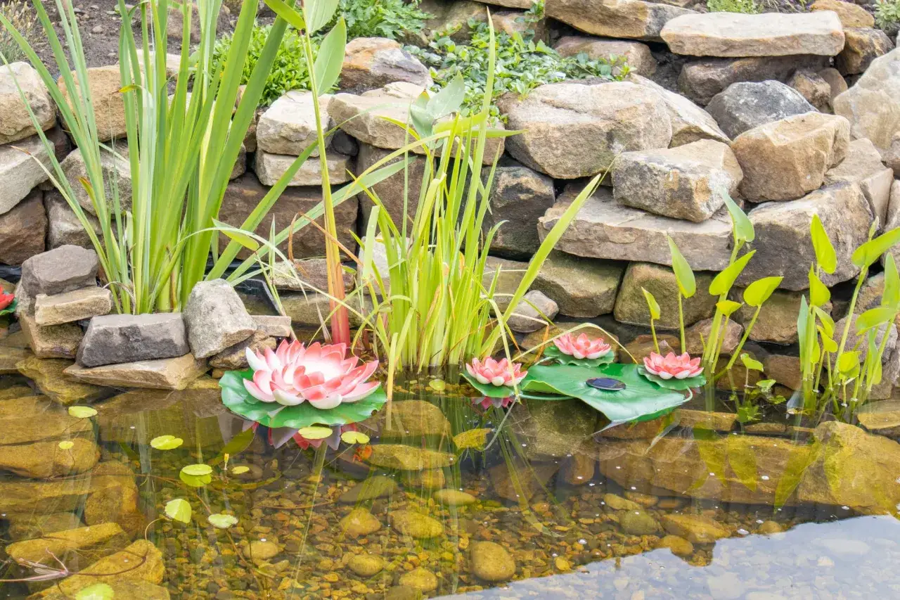 Un étang paisible avec des nénuphars roses et blancs, des plantes aquatiques et des pierres. La **racine nénuphar** nourrit ces fleurs magnifiques.