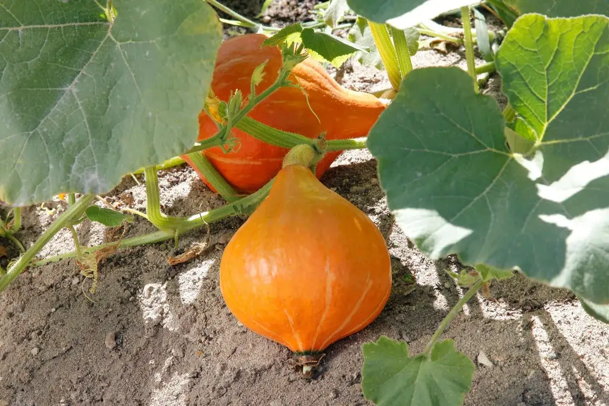 Deux courges orange vif, dont une en premier plan, poussent sur leur tige verte au milieu de grandes feuilles.