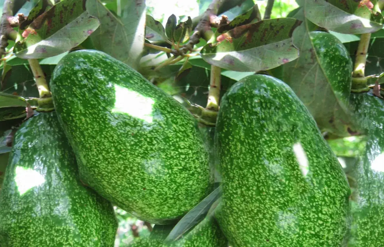 Avocats m&ucirc;rs sur un avocatier en France, pr&ecirc;ts &agrave; &ecirc;tre r&eacute;colt&eacute;s.