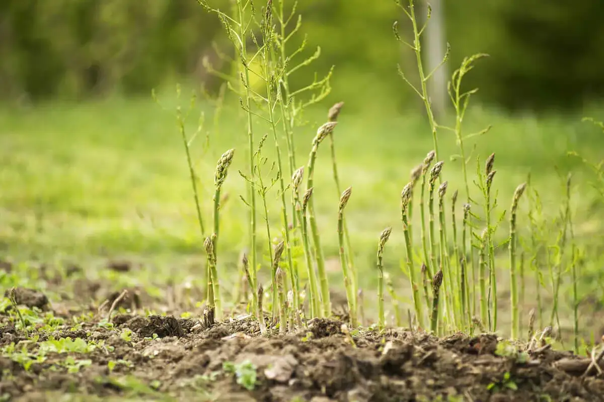 Young asparagus spears emerge from the soil, a promising sign of how to grow asparagus.