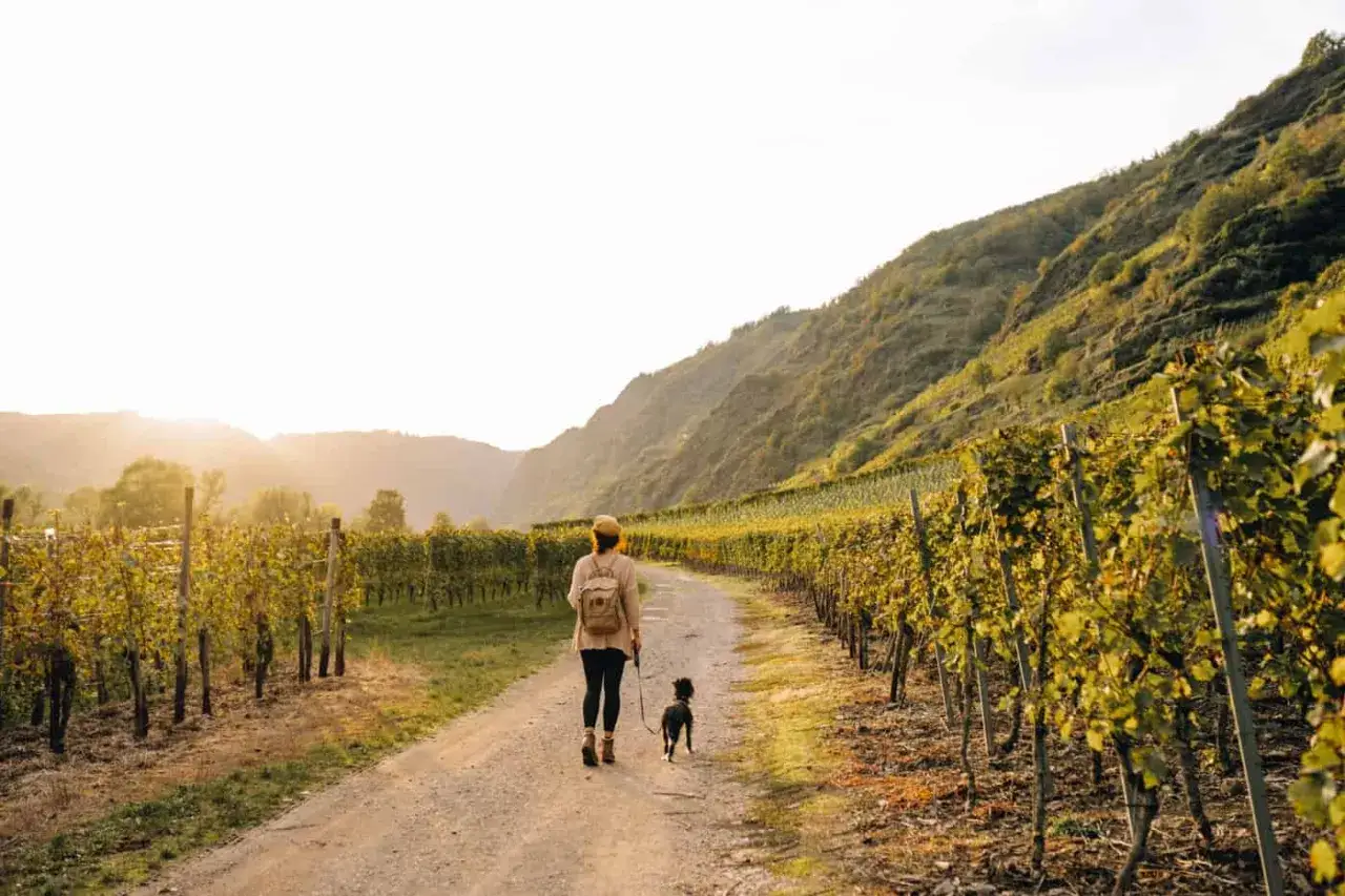 Frau mit Hund wandert auf einem Weg durch Weinberge am Moselsteig. Die Sonne scheint warm auf die Reben.