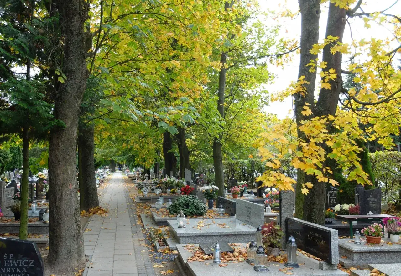 Aleja na cmentarzu w Poznaniu jesienią. Wyszukiwarka cmentarna poznań pomoże odnaleźć groby wśród kolorowych liści.