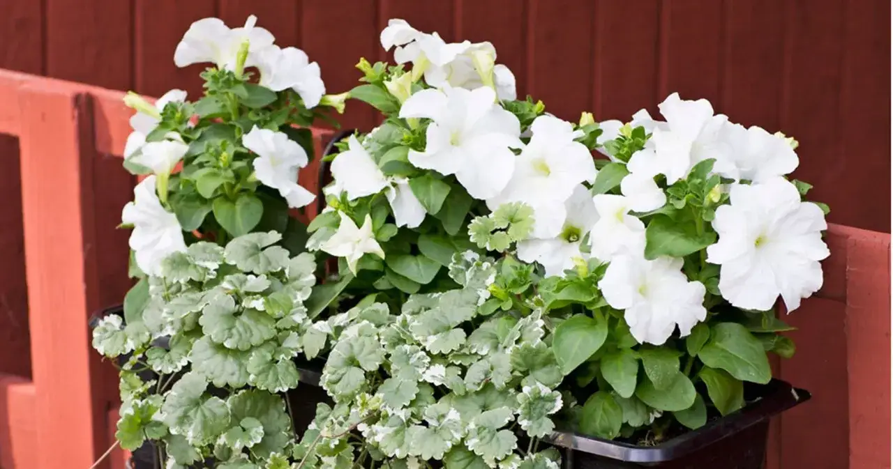 Vita sommarblommor i kruka, med frodig gr&ouml;nska och en r&ouml;d bakgrund. En vacker syn som f&ouml;r tankarna till en solig sommardag.