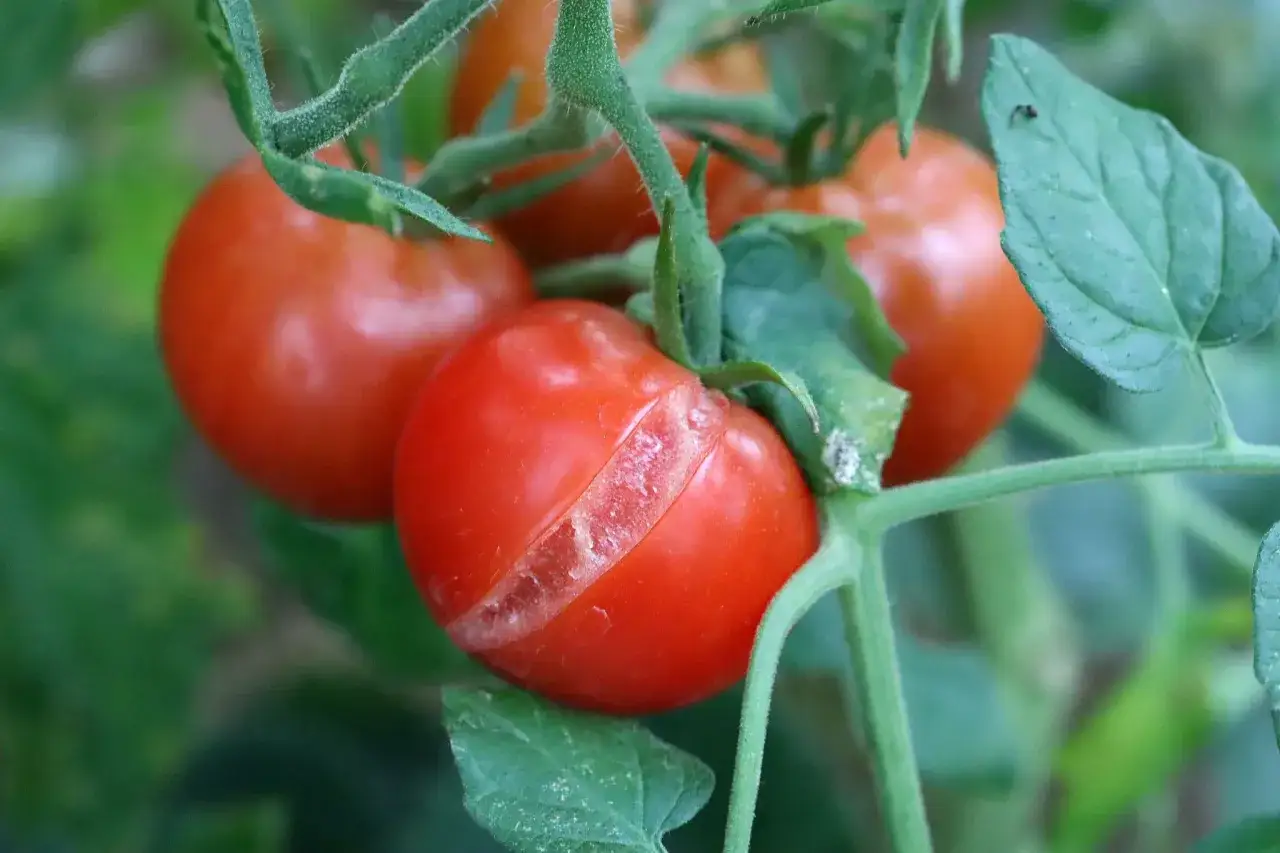 En tomatplanta med flera röda, mogna tomater. En av tomaterna har en tydlig spricka, ett tecken på att spruckna tomater kan uppstå vid snabb tillväxt.