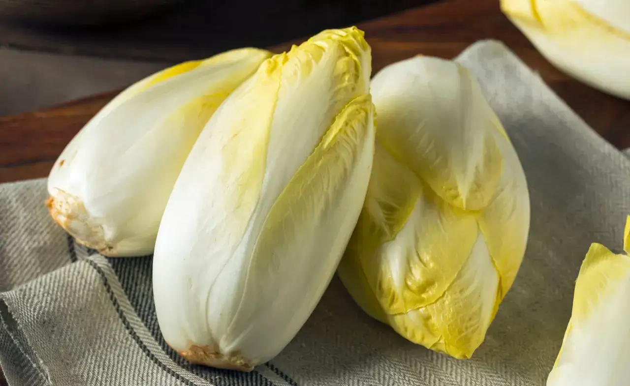Frische Chicorée-Köpfe auf einem Leinentuch, bereit für ein köstliches Chicorée-Rezept.