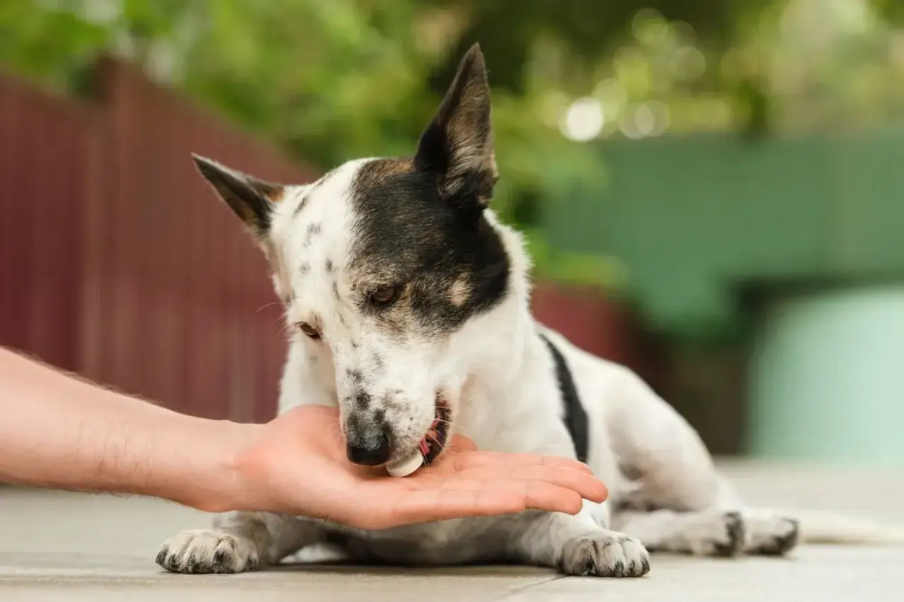 Un cane con una malattia autoimmune prende una pillola da una mano.
