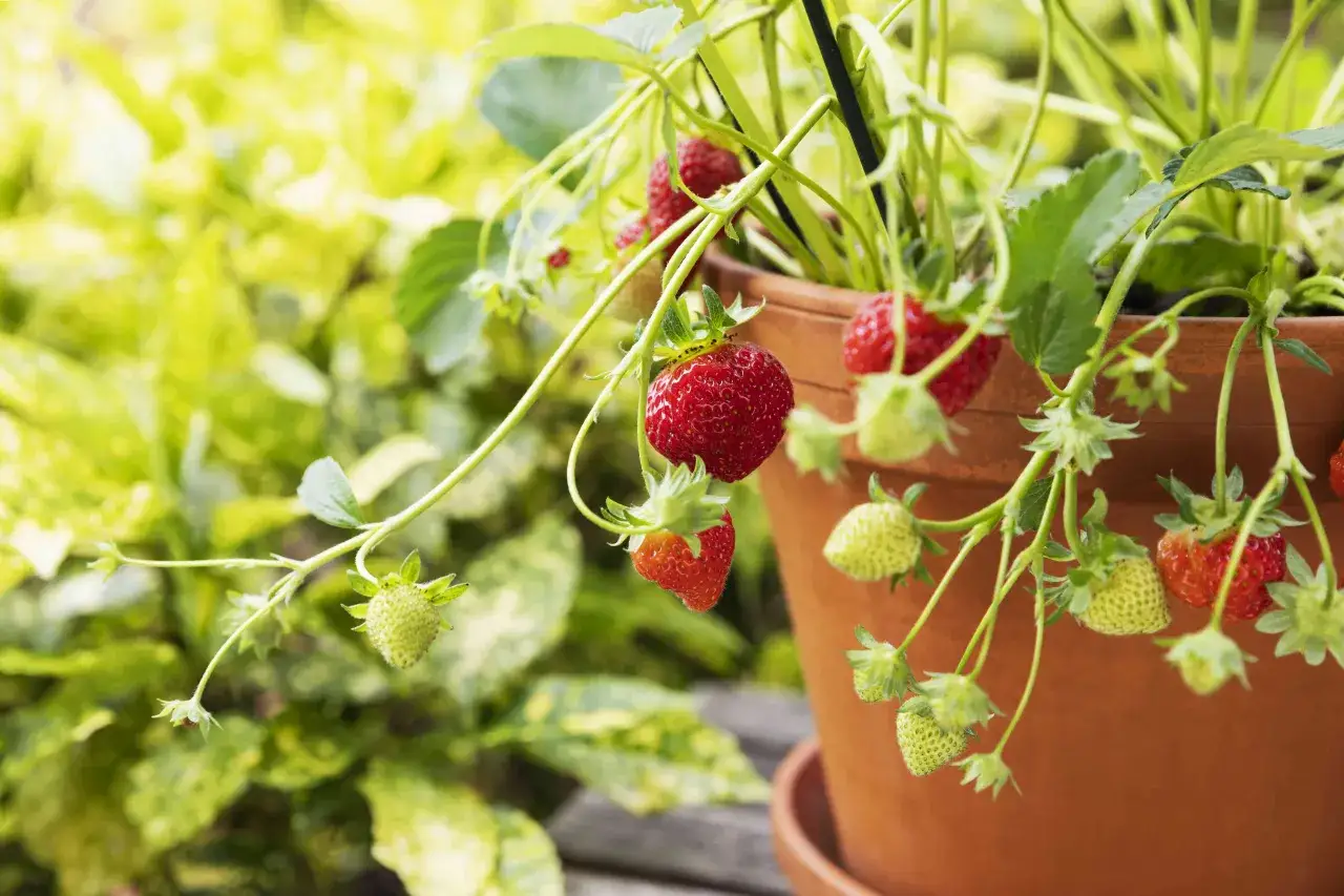 Reife und gr&uuml;ne Erdbeeren h&auml;ngen an einem Strauch in einem Terrakotta-Topf. Bald ist Zeit zum Erdbeeren schneiden.