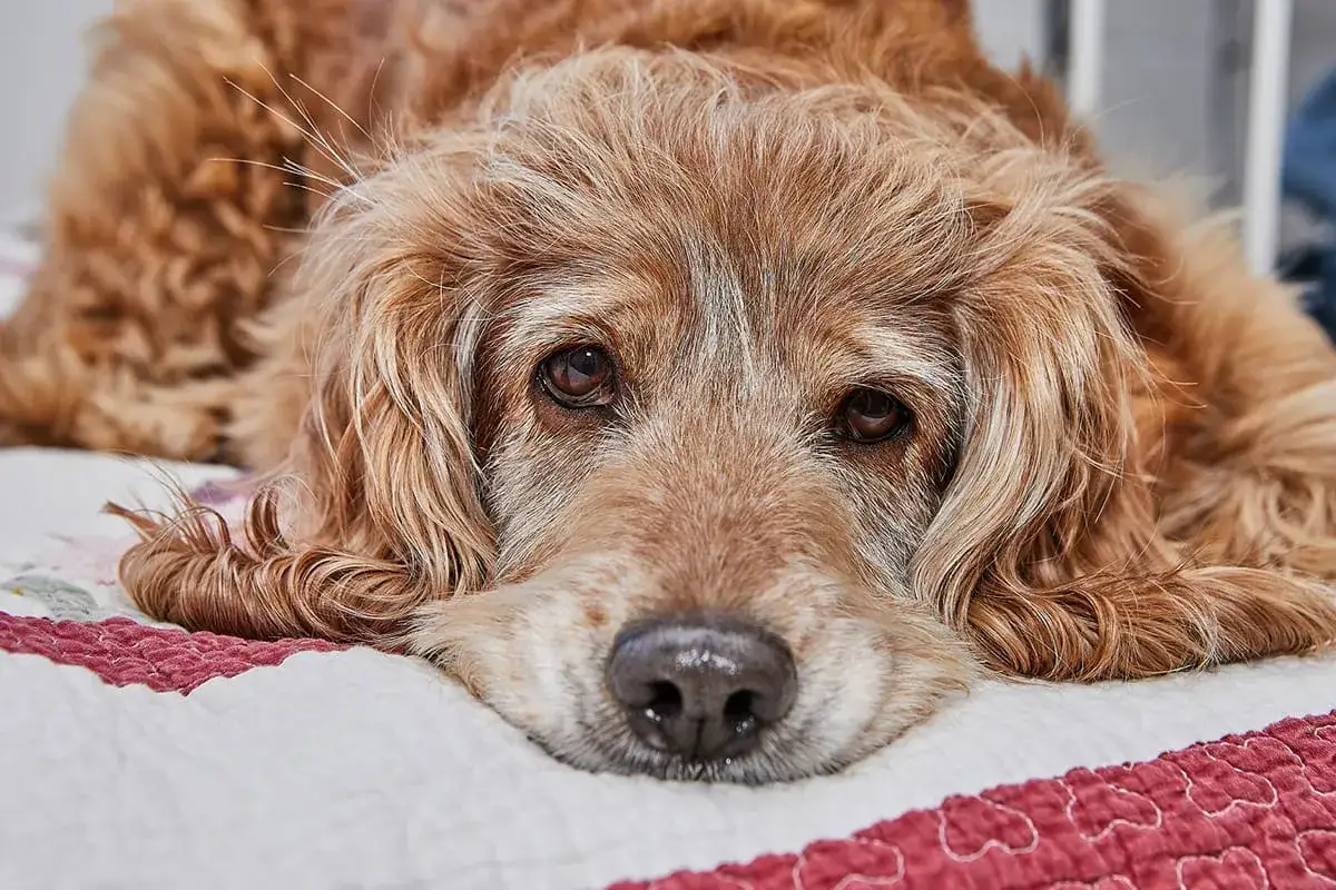 Ein trauriger Hund liegt auf einer Decke. Seine Augen sind tr&uuml;b, ein Zeichen, dass der Hund sterben will.