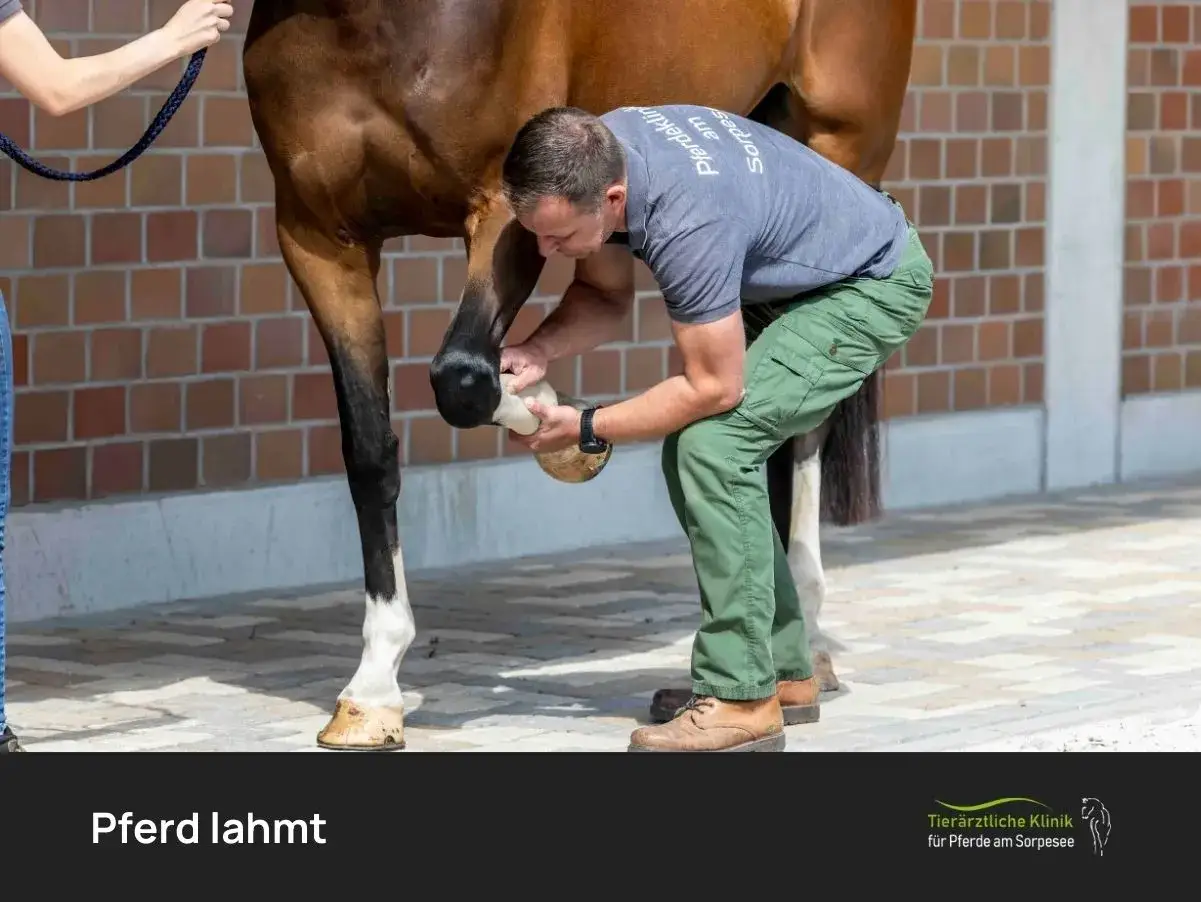 Tierarzt untersucht ein Pferd, das lahmt, und pr&uuml;ft dessen Huf.