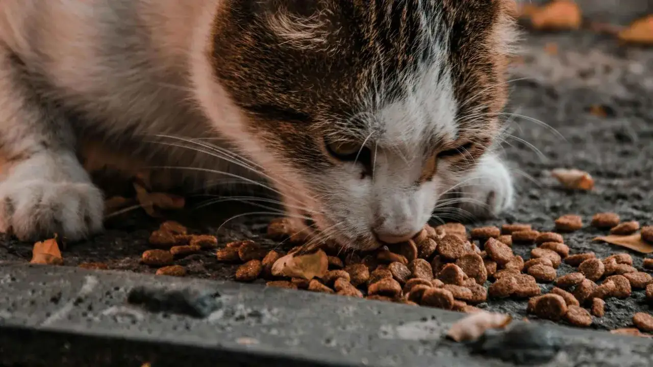 Un gato callejero disfruta de su comida. As&iacute; es como comen los gatos callejeros, buscando sustento en las calles.