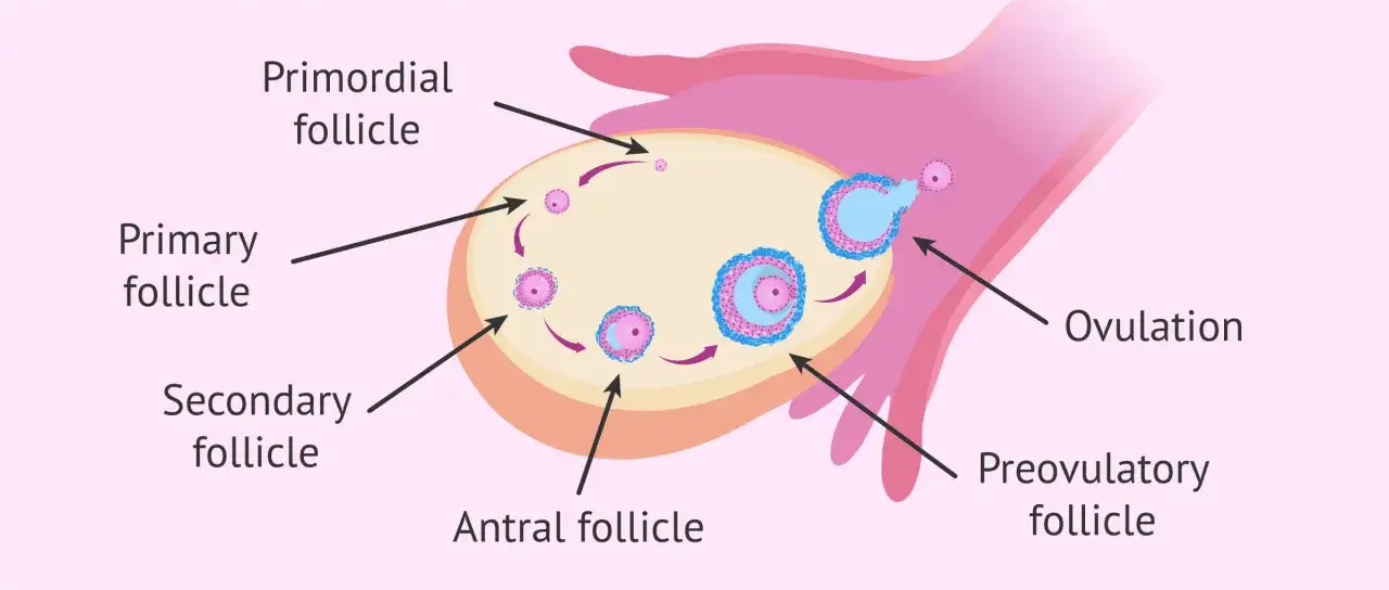 Schemat przedstawia rozwój pęcherzyków jajnikowych: od pierwotnego, przez pierwotny, wtórny, antralny, do pęcherzyka przedowulacyjnego, kończąc na owulacji. To kluczowa faza folikularna cyklu.