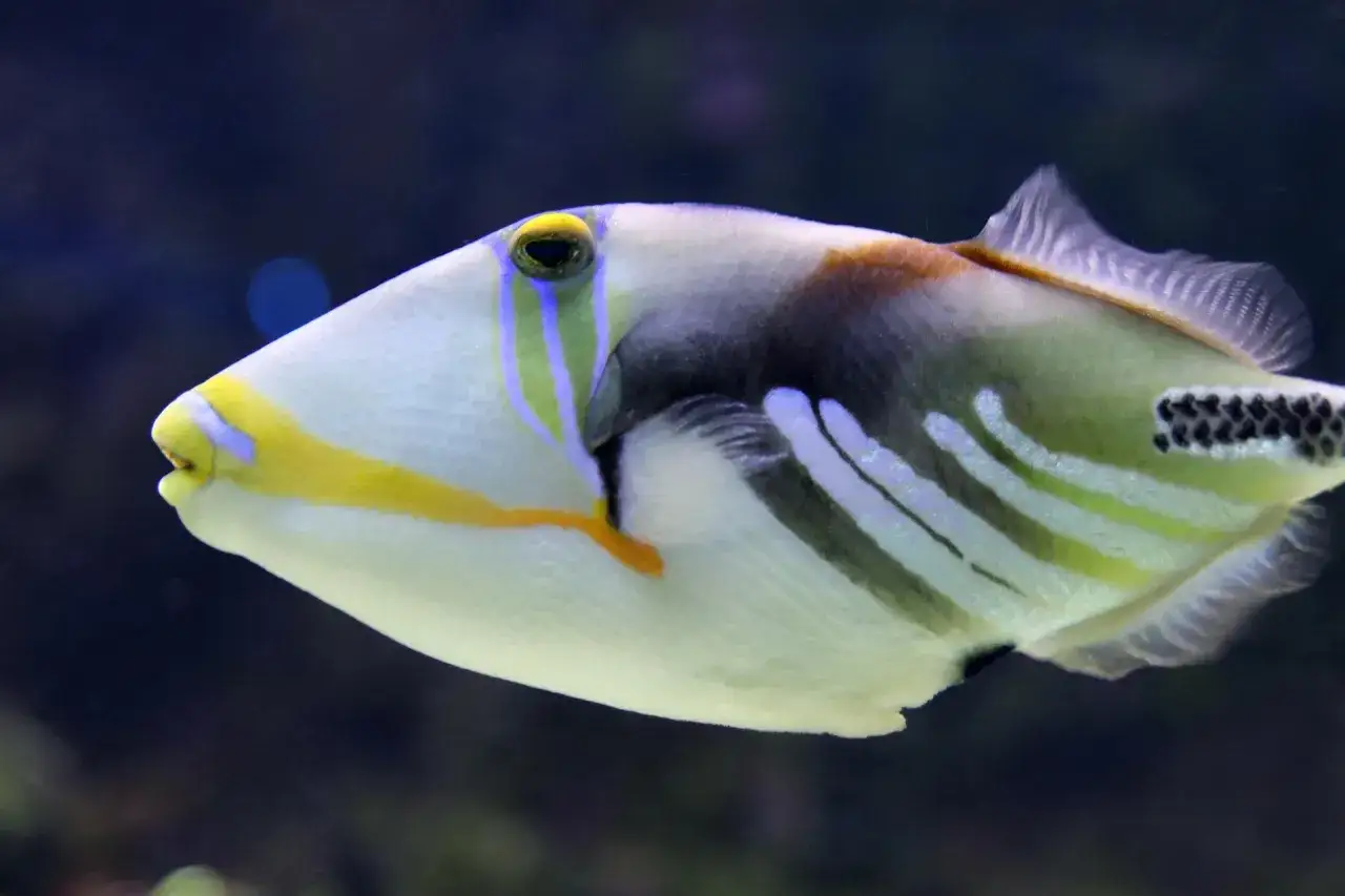 Un pez ballesta de colores vibrantes, con rayas verdes y blancas, nada en aguas oscuras.