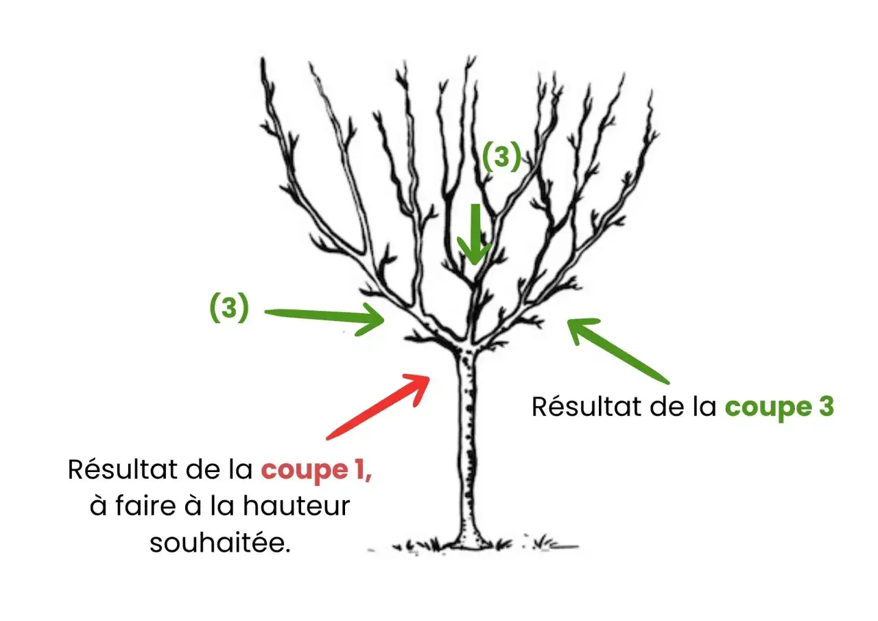 Illustration montrant les étapes de taille d'un figuier. Des flèches indiquent les coupes à réaliser pour un bon développement.